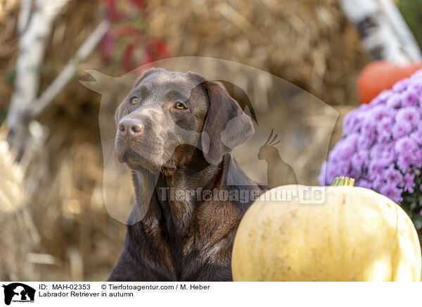 Labrador Retriever im Herbst / Labrador Retriever in autumn / MAH-02353