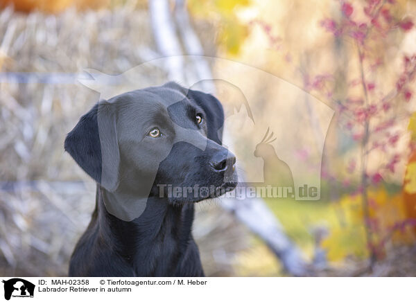 Labrador Retriever im Herbst / Labrador Retriever in autumn / MAH-02358
