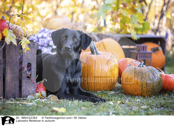 Labrador Retriever im Herbst / Labrador Retriever in autumn / MAH-02362