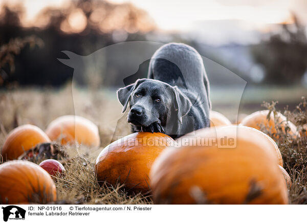 Labrador Retriever Hndin / female Labrador Retriever / NP-01916