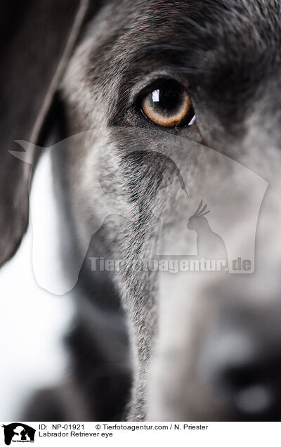 Labrador Retriever eye / NP-01921