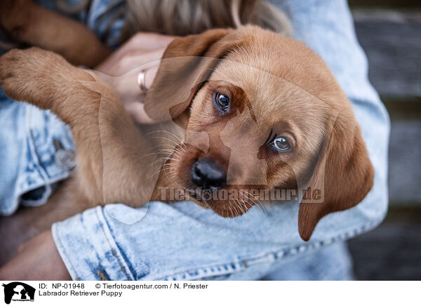 Labrador Retriever Welpe / Labrador Retriever Puppy / NP-01948