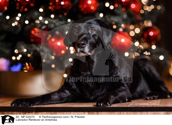 Labrador Retriever an Weihnachten / Labrador Retriever at christmas / NP-02074