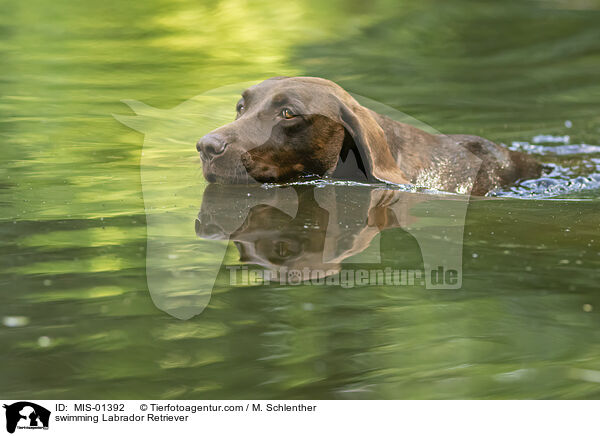 schwimmender Labrador Retriever / swimming Labrador Retriever / MIS-01392