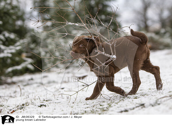junger brauner Labrador / young brown Labrador / JM-06329