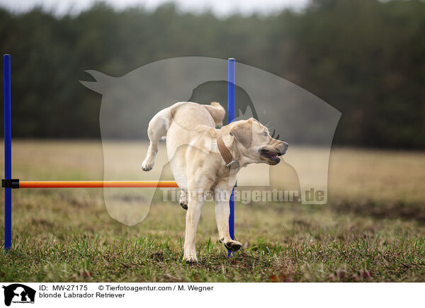 blonder Labrador Retriever / blonde Labrador Retriever / MW-27175