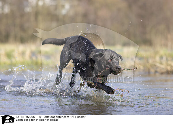 Labrador Hndin in der Farbe charcoal / Labrador bitch in color charcoal / NP-02205