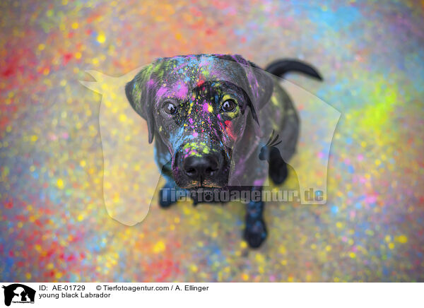 schwarzer junger Labrador / young black Labrador / AE-01729