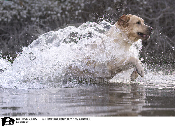 Labrador / Labrador / MAS-01392