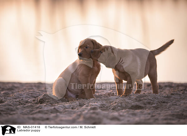 Labrador Welpe / Labrador puppy / MAS-01418