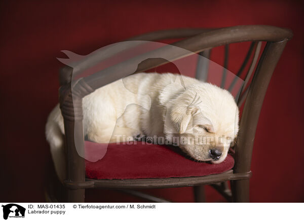 Labrador Welpe / Labrador puppy / MAS-01435