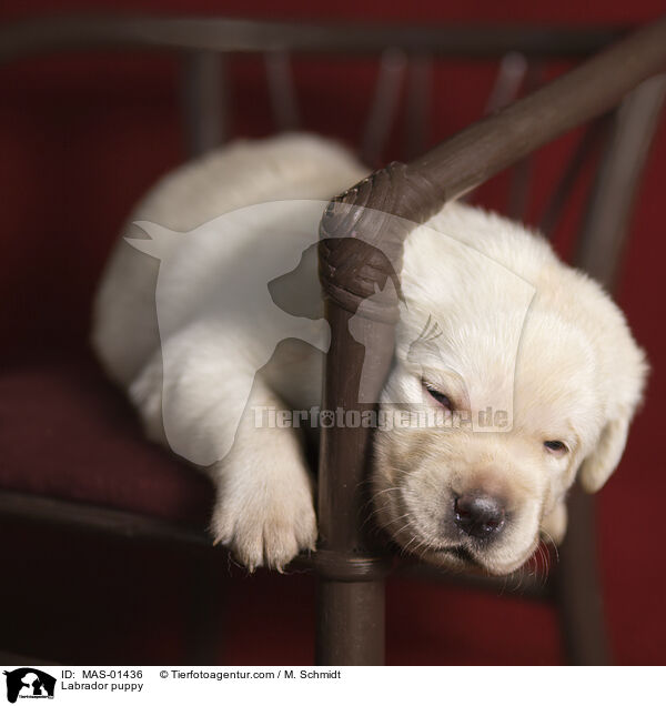Labrador Welpe / Labrador puppy / MAS-01436