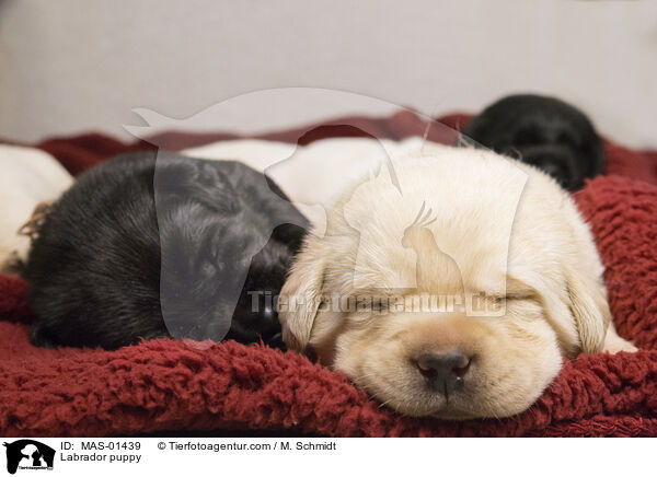 Labrador puppy / MAS-01439