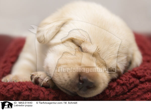 Labrador Welpe / Labrador puppy / MAS-01440
