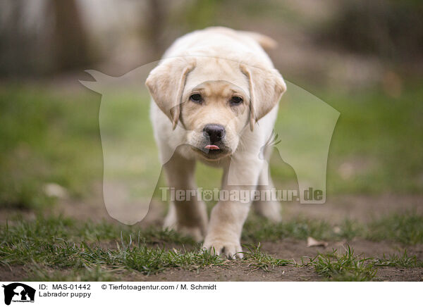 Labrador puppy / MAS-01442