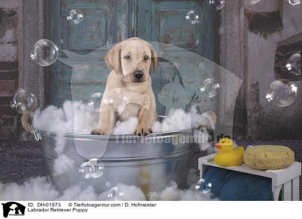 Labrador Retriever Puppy / DH-01973