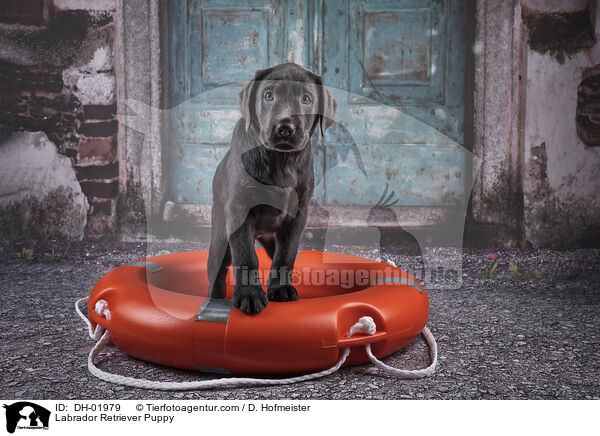 Labrador Retriever Puppy / DH-01979