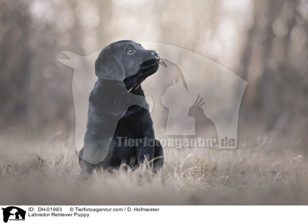 Labrador Retriever Welpe / Labrador Retriever Puppy / DH-01983