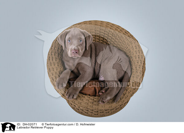 Labrador Retriever Puppy / DH-02071