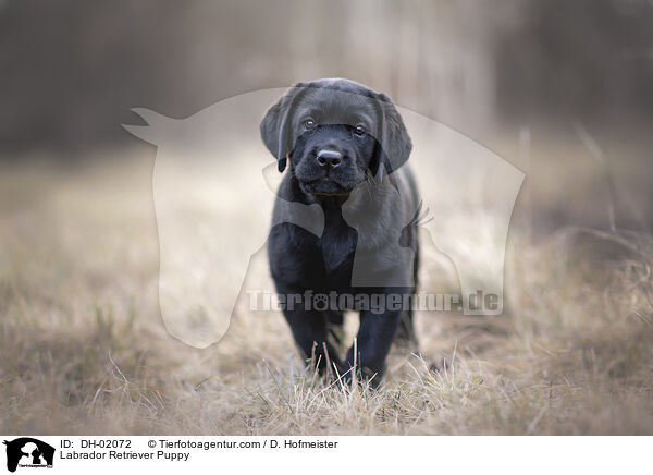 Labrador Retriever Puppy / DH-02072