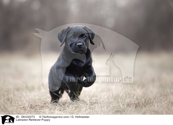Labrador Retriever Welpe / Labrador Retriever Puppy / DH-02073