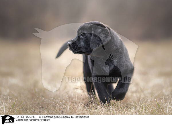 Labrador Retriever Welpe / Labrador Retriever Puppy / DH-02076