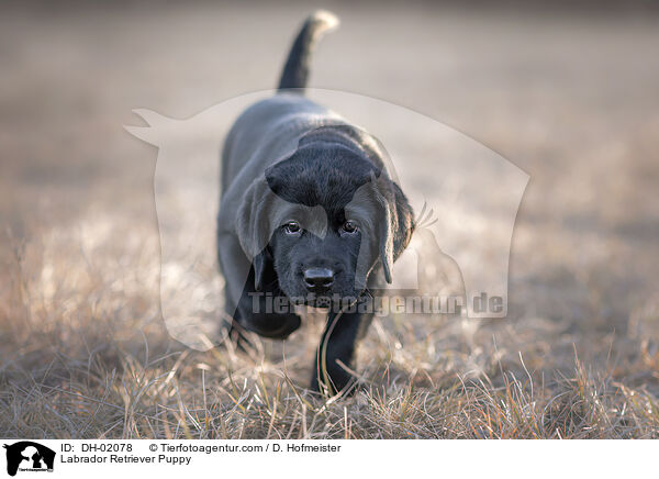 Labrador Retriever Welpe / Labrador Retriever Puppy / DH-02078