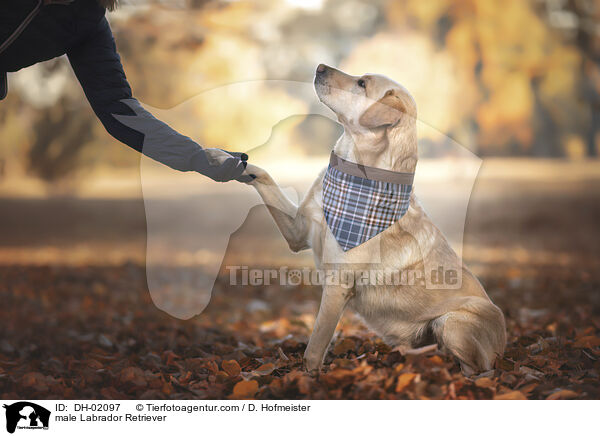 Labrador Retriever Rde / male Labrador Retriever / DH-02097