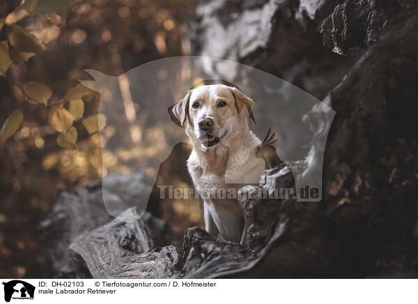 Labrador Retriever Rde / male Labrador Retriever / DH-02103