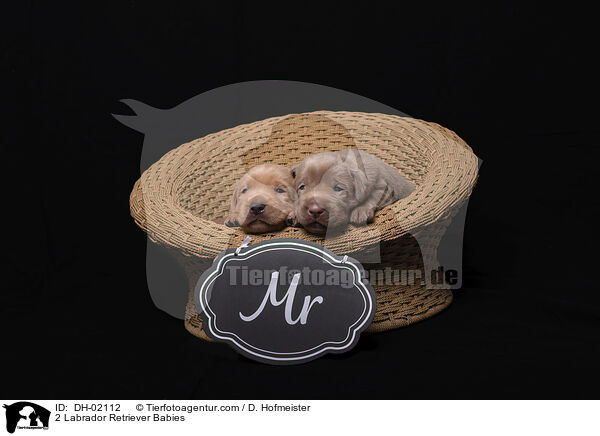 2 Labrador Retriever Babies / DH-02112