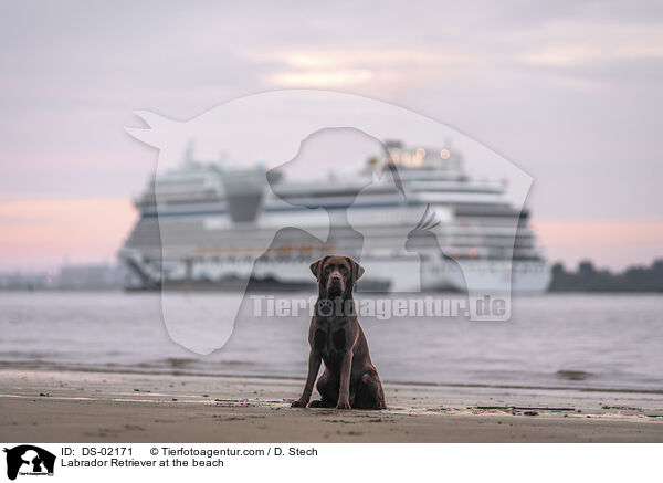 Labrador Retriever am Strand / Labrador Retriever at the beach / DS-02171