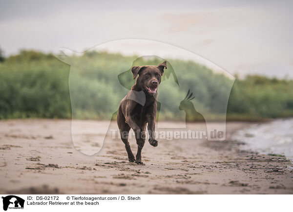 Labrador Retriever am Strand / Labrador Retriever at the beach / DS-02172