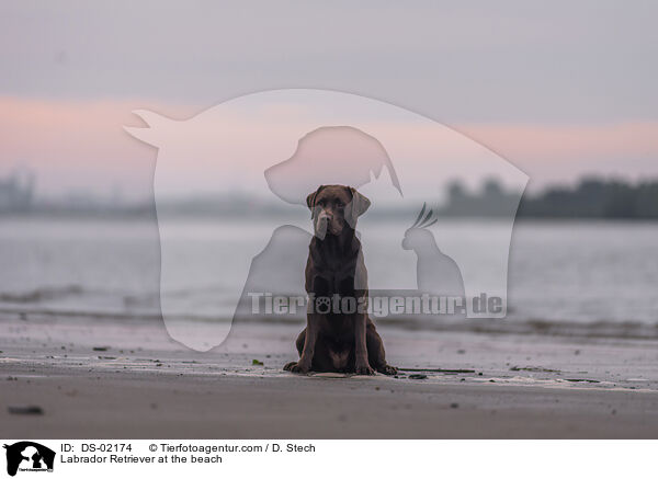 Labrador Retriever am Strand / Labrador Retriever at the beach / DS-02174