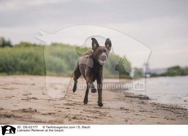 Labrador Retriever am Strand / Labrador Retriever at the beach / DS-02177