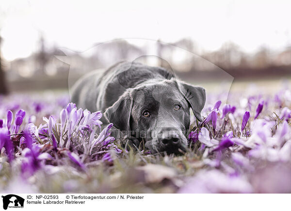Labrador Retriever Hndin / female Labrador Retriever / NP-02593