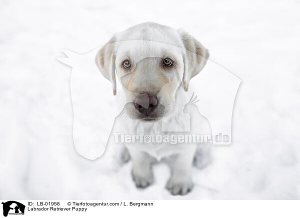 Labrador Retriever Welpe / Labrador Retriever Puppy / LB-01958