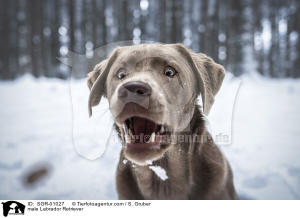 Labrador Retriever Rde / male Labrador Retriever / SGR-01027