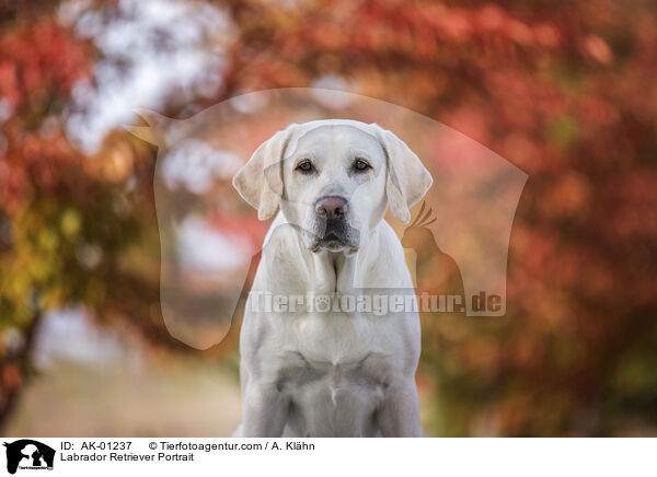 Labrador Retriever Portrait / Labrador Retriever Portrait / AK-01237