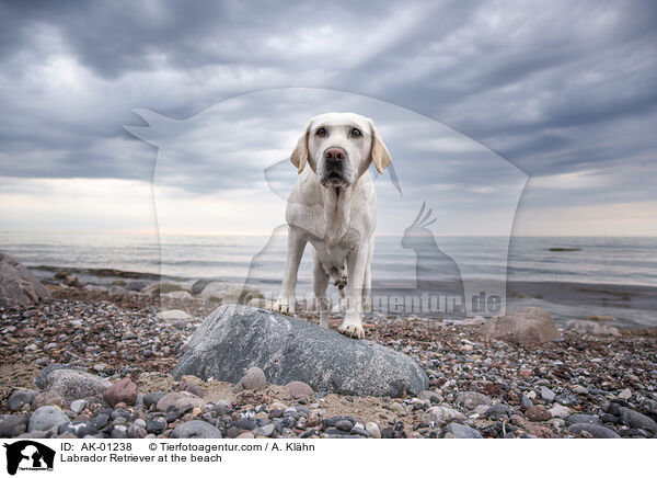 Labrador Retriever am Strand / Labrador Retriever at the beach / AK-01238