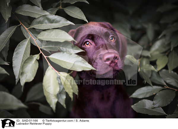 Labrador Retriever Welpe / Labrador Retriever Puppy / SAD-01166