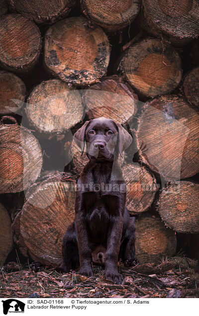 Labrador Retriever Welpe / Labrador Retriever Puppy / SAD-01168