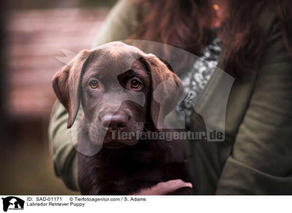 Labrador Retriever Welpe / Labrador Retriever Puppy / SAD-01171