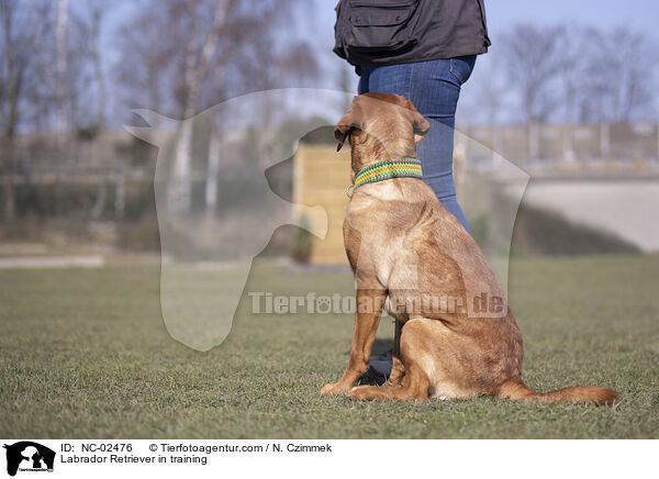 Labrador Retriever im Training / Labrador Retriever in training / NC-02476