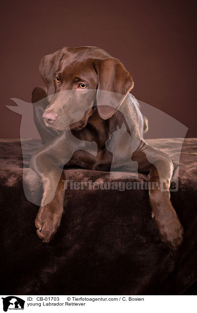 junger Labrador Retriever / young Labrador Retriever / CB-01703