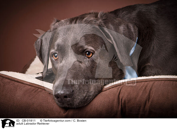 erwachsener Labrador Retriever / adult Labrador Retriever / CB-01811