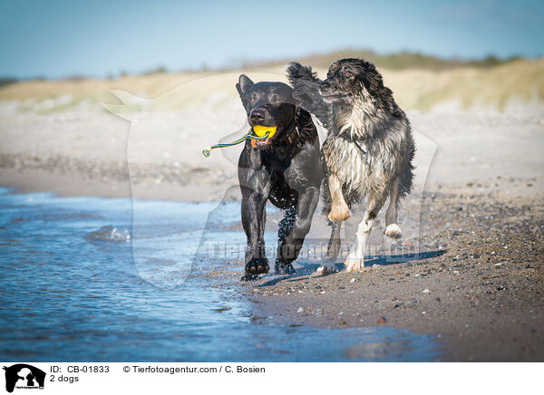 2 Hunde / 2 dogs / CB-01833