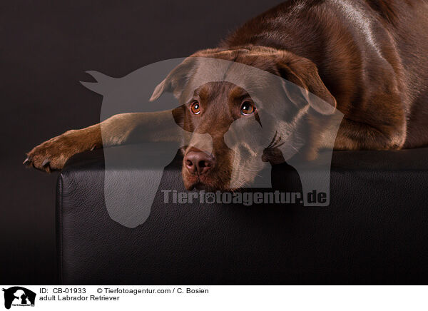 erwachsener Labrador Retriever / adult Labrador Retriever / CB-01933