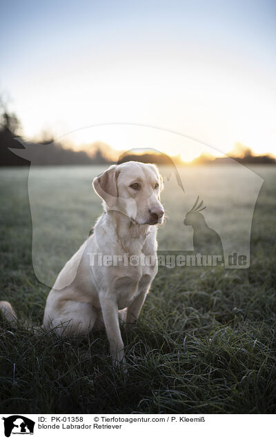 blonder Labrador Retriever / blonde Labrador Retriever / PK-01358