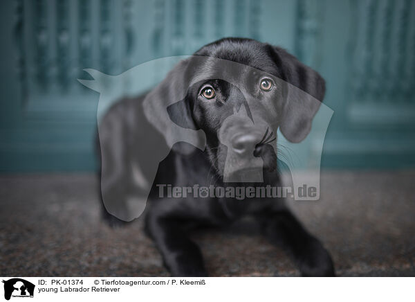 junger Labrador Retriever / young Labrador Retriever / PK-01374