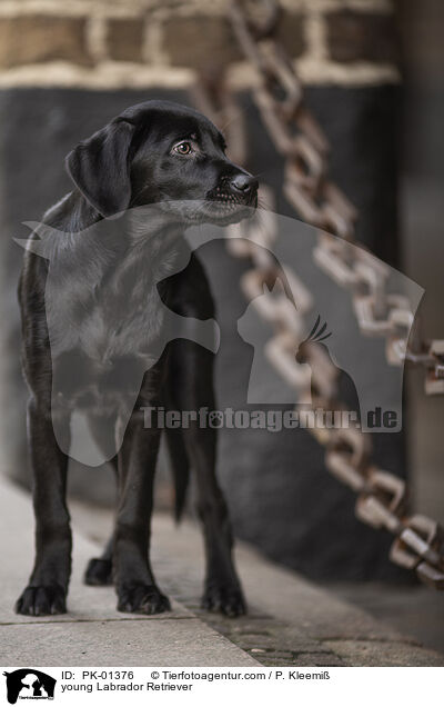 junger Labrador Retriever / young Labrador Retriever / PK-01376